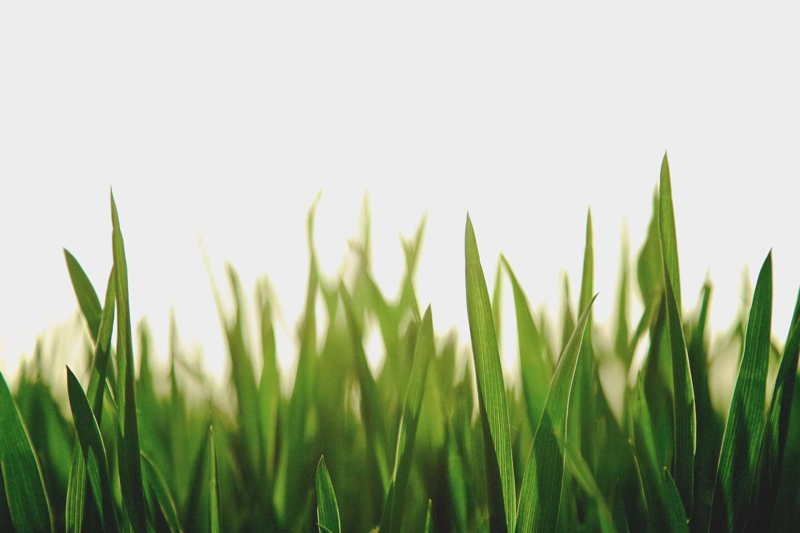 close up shot of grass